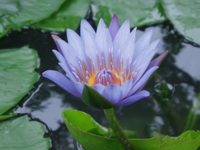 photo of lotus flower, taken in China